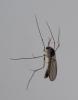 Phronia sp.